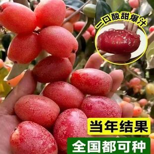 特大纯甜羊奶果树苗结果快德甜二号胡颓子羊奶果苗盆地栽当年结果