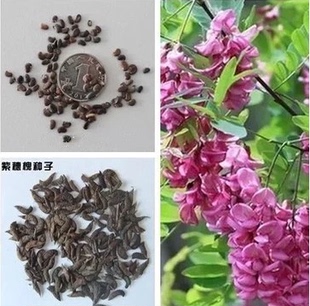 新采速生国槐种子刺槐树种籽白花槐黄花槐紫穗槐工程绿化林木种子