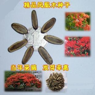 凤凰木种子 红花楹树影树种子 凤凰树火树种子 林木种子金凤种籽