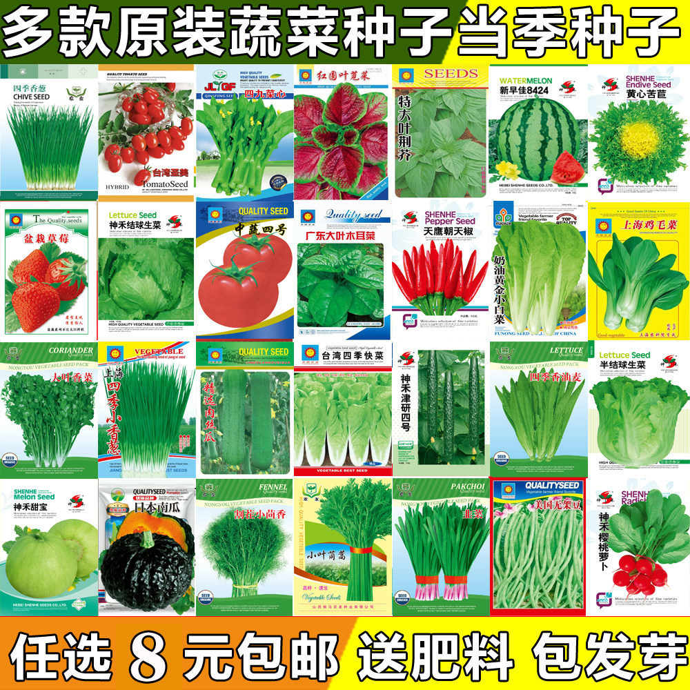 蔬菜种子四季开花当季结果青菜籽家庭园艺种子