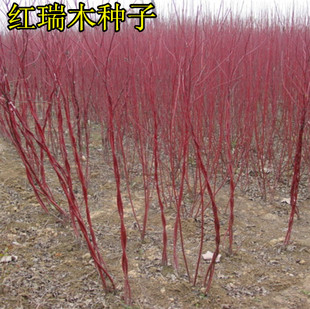 出售彩色树种籽 红瑞木种子 凉子木红瑞山茱萸道路绿化专用种子