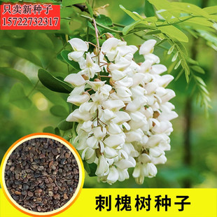 刺槐种子白花刺槐树香花槐紫穗槐种籽洋槐蜜蜂采蜜槐花黄花槐种子