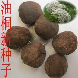 林木种子油桐油桐种子油桐树种籽桐油树桐子树光桐当年新采种子
