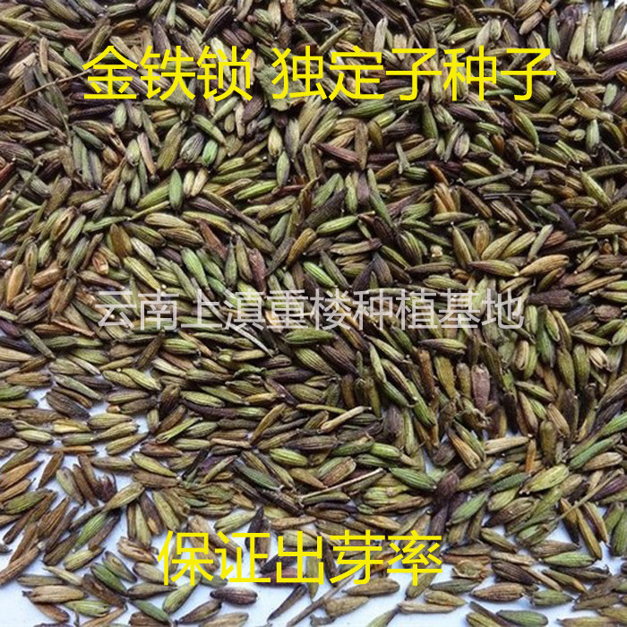 云南名贵中药材 独定子种苗 金铁锁 独丁子 特价