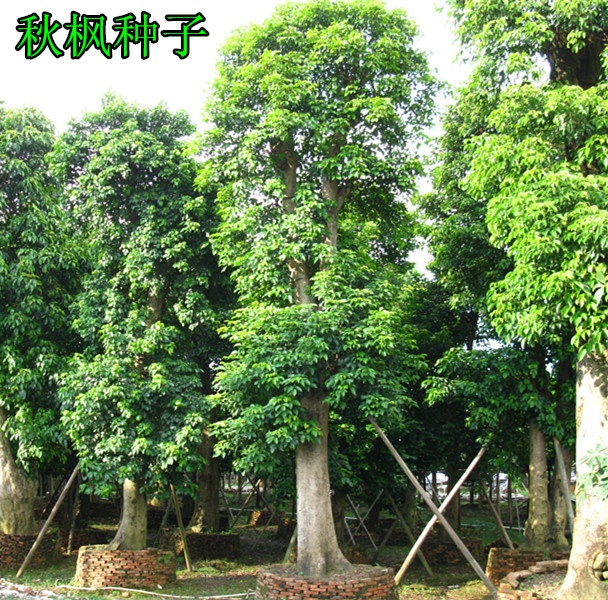 枫树种子 秋枫种子 量大优惠 绿化花卉苗木种子 品种齐全 包邮图片