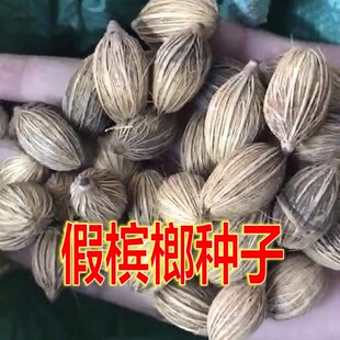 假槟榔种子热带树种子胭脂树冻子椰布迪椰子木鳖子木鳖果木鳖种子