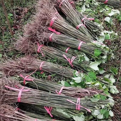 林木种子新采优质油桐苗油桐树种子桐油树种子桐子树光桐木油树