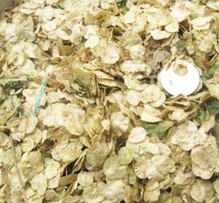 榆树种籽榆树墙种子榆树的种子白榆树种子榆树钱金叶榆榔榆种子