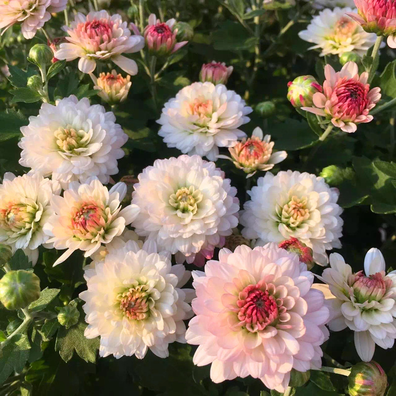 北京进口扦插苗姬小菊