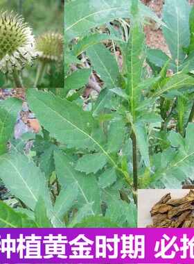 野生药材续断种子种苗干鲜续断庭院阳台盆栽药材花卉现挖现发包邮