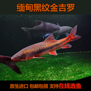 黑纹金吉罗鱼缅甸赤磷原生进口观赏鱼金色冷水鱼红吉罗蓝吉罗彩虹