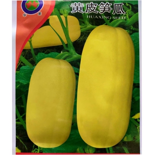 黄皮笋瓜种子瓜长圆筒形嫩瓜可食主蔓侧蔓都可结瓜生育期约140天