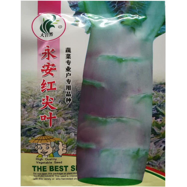 永安红尖叶莴笋王种子紫红皮莴苣皮薄肉脆春秋蔬菜种子中早熟良种