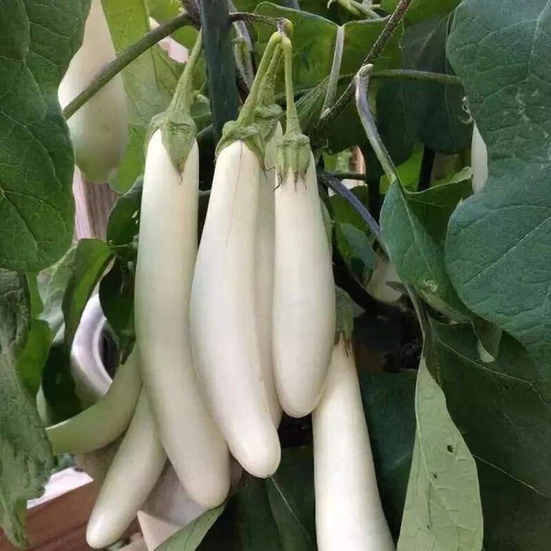 白雪公主茄子种子白茄子种特色白皮茄子观赏食用四季茄子种早熟