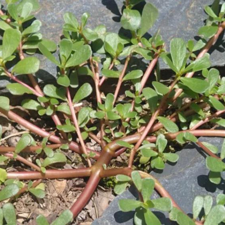 马齿苋种子野生蔬菜适应广盆栽庭院种植生熟食均可株高30-35厘米