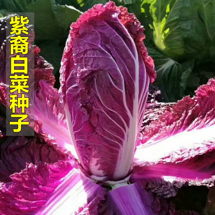 进口紫白菜种子紫裔大白菜红心白菜紫宝白菜特色白菜种子春秋种植