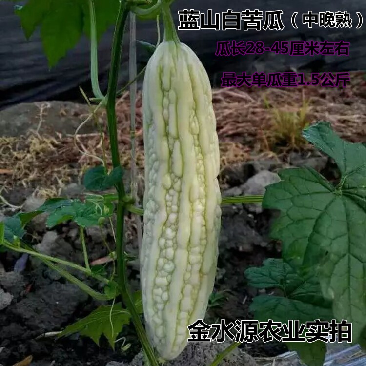 蓝山大白苦瓜种子白苦瓜种子四季蔬菜最大单瓜1.5公斤白色苦瓜种
