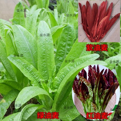 四季种子油麦菜种籽蔬菜种