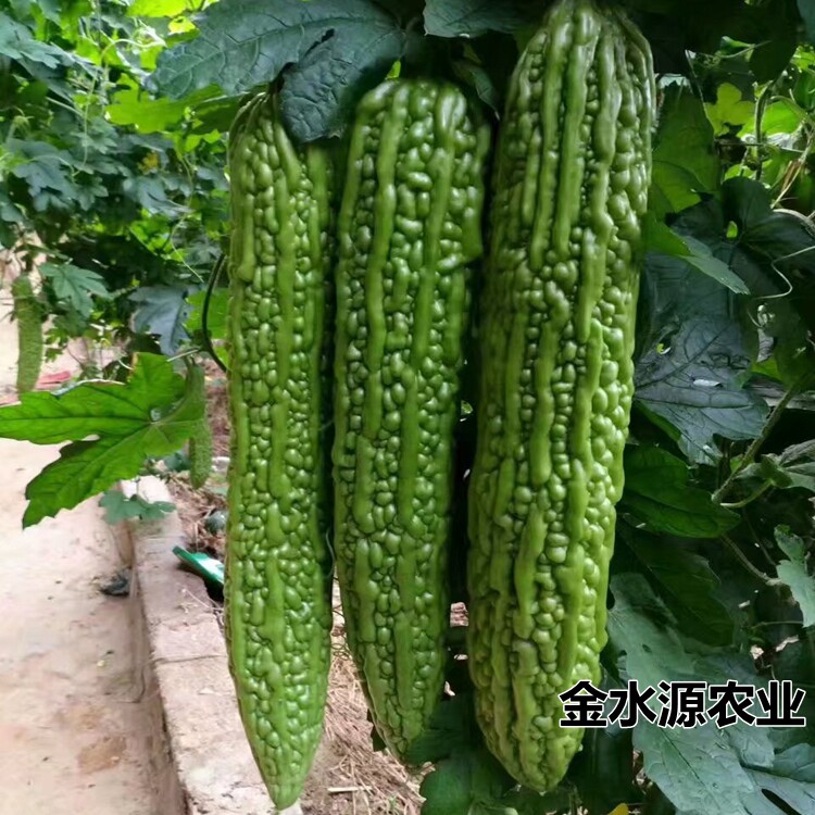 赛碧绿疙瘩绿苦瓜种子绿美f1苦瓜种子早熟产量高亩产可达2万斤