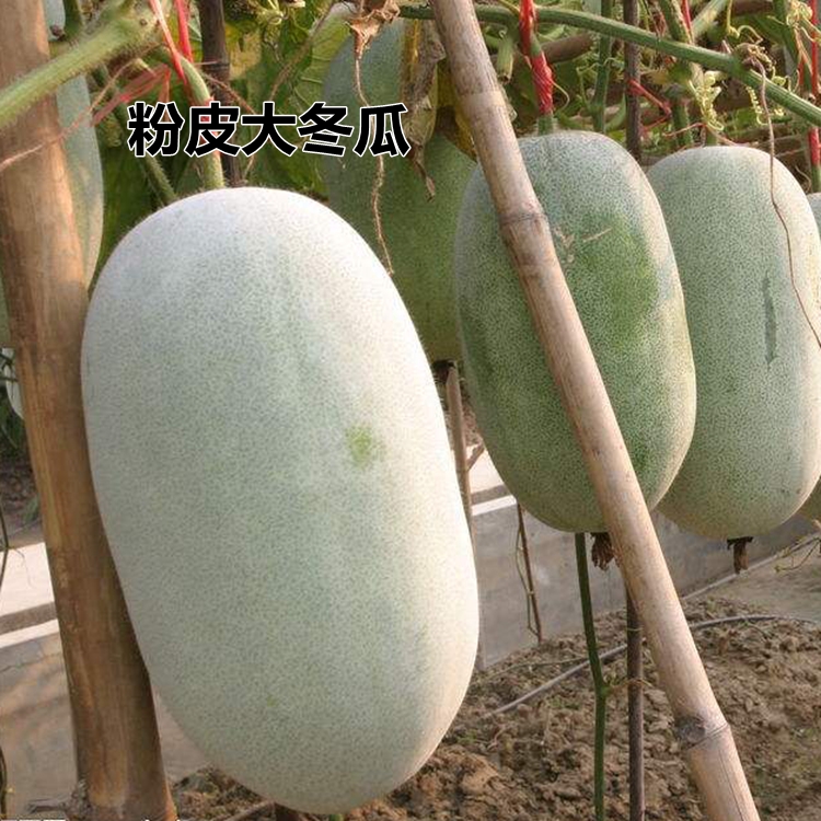 大粉皮冬瓜种子白皮冬瓜表皮带有腊粉冬瓜粽子家庭露地种植