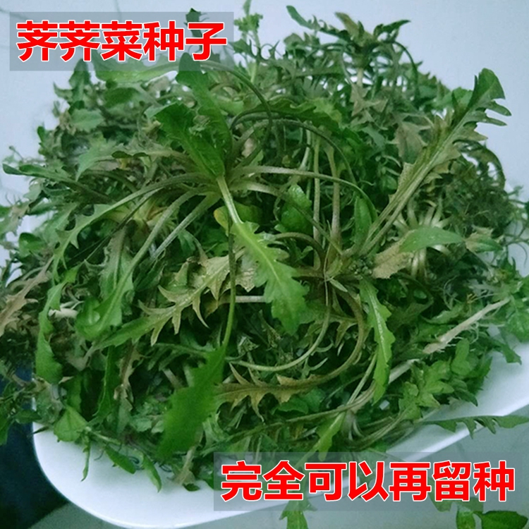 荠荠菜种子大叶荠菜四季盆栽蔬菜老品种可自留种农家荠菜种子