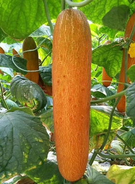 老黄瓜种子铁皮黄瓜麻皮老黄瓜外皮金黄色大面积种植品种黄金条瓜