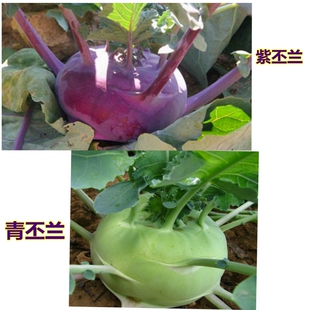紫丕兰种子青丕兰种子天津青丕兰秋播蔬菜耐寒丕兰中早熟丕兰菜头