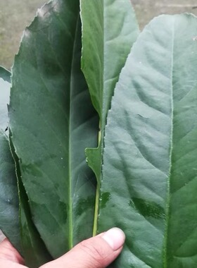 广西大新县老叶苦丁茶鲜叶现摘现发全国包邮可用做酵素做洗头药引