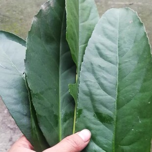 广西大新县老叶苦丁茶鲜叶现摘现发全国包邮可用做酵素做洗头药引
