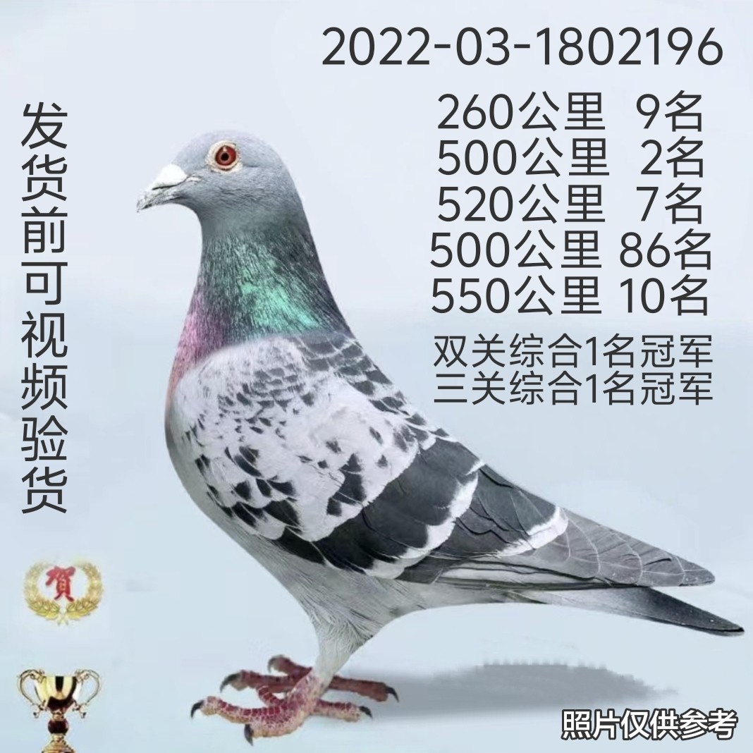 500公里2名，520公里7名鸟