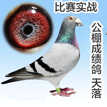 高端纯种信鸽血统好关关高位发挥稳定家族获奖多状态健康