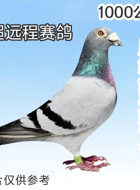 千公里超远程赛鸽成绩信鸽种鸽养好鸽子首先要有好种鸽