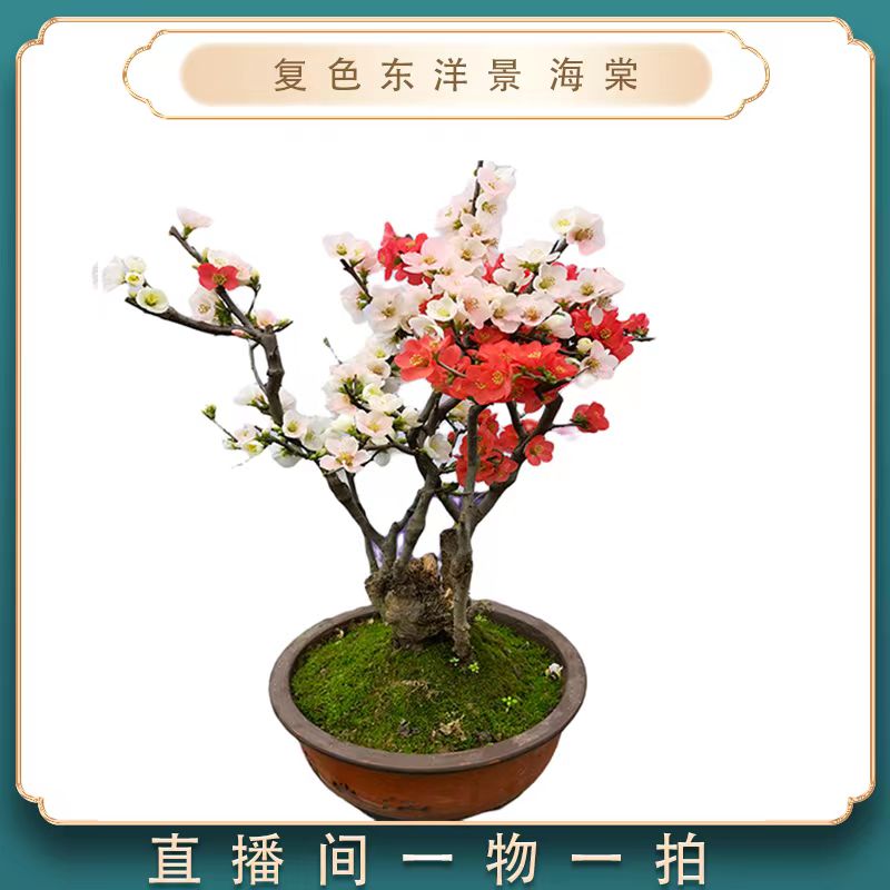 复色东洋锦海棠盆栽地栽阳台庭院桌面绿植