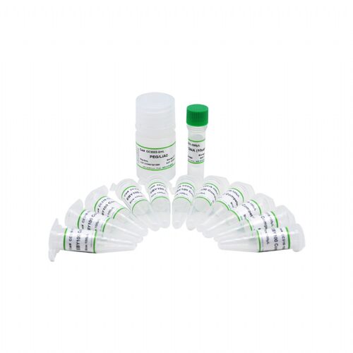 Coolaber/酷来搏 CC309 Y2HGold感受态细胞