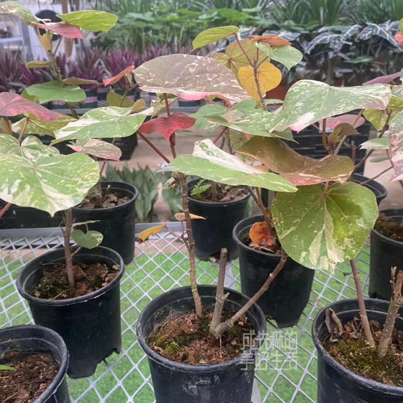 稀有花叶黄槿|稀有热带植物ins网红花叶木槿锦 斑叶黄槿盆栽u.