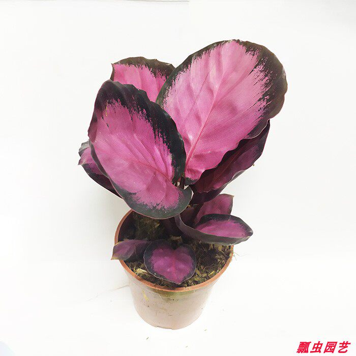 彩美丽竹芋盆栽彩叶植物黑玫瑰苹果双线青纹竹芋室内耐阴-广州