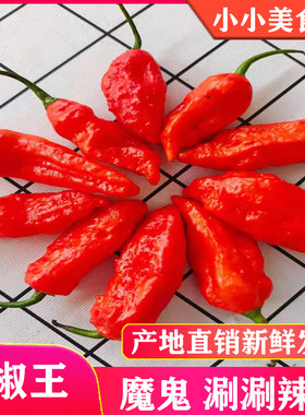 巨辣新鲜辣椒正宗云南断魂椒印度