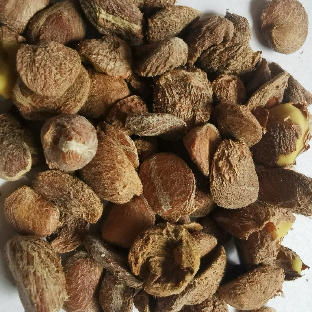 野生茶籽仁油茶籽剥壳山茶籽果非转基因榨油原料500g3斤包邮,粮油调味/速食/干货/烘焙,其他食品,淘宝优惠券,粉丝福利购,淘宝优惠卷