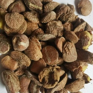 野生茶籽仁油茶籽剥壳山茶籽果非转基因榨油原料500g3斤包邮