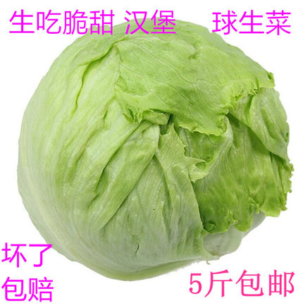 西生菜新鲜沙拉老品种商用蔬菜山东5斤包邮20生吃圆团汉堡球生菜