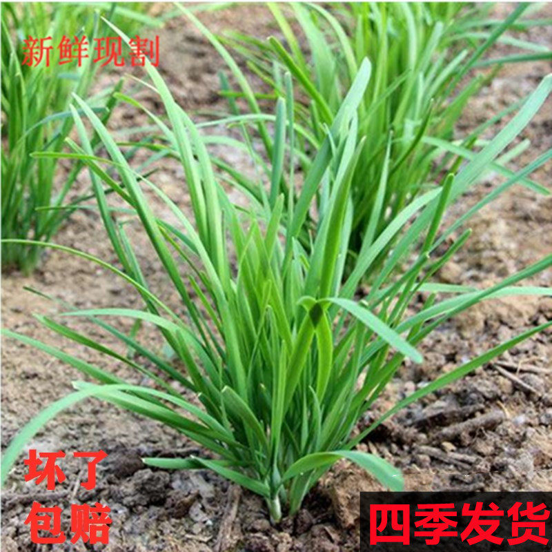 韭菜新鲜头茬头刀农家种植蔬菜3斤山东本地大棚韭菜饺子馅5斤,水产肉类/新鲜蔬果/熟食,其它,淘宝优惠券,粉丝福利购,淘宝优惠卷