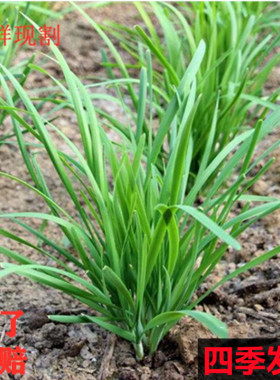 韭菜新鲜头茬头刀农家种植蔬菜3斤山东本地大棚韭菜饺子馅5斤