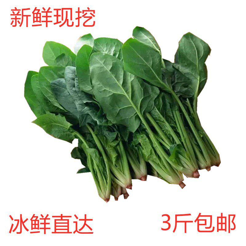 波菜小菠菜新鲜现挖菜山东省绿色