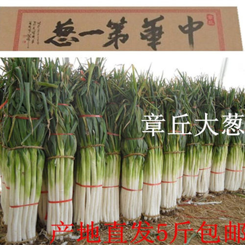 新鲜大葱新鲜去叶高白正宗大葱