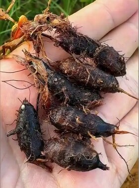 香附子野生新鲜，地离子下单现挖250克500克包邮