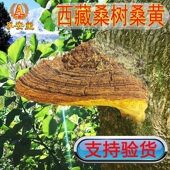 孚安玺野生桑树桑黄西藏野生整枝桑黄灵芝片孔菌天然桑黄林芝100g