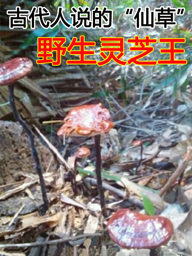 野生灵芝林芝孚安玺海南灵芝王