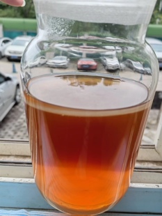 正宗红茶菌菌种传统原瓶俗称老胃宝海宝菌母康普茶手工养殖