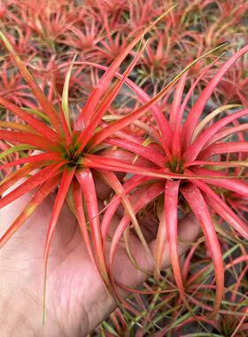 空气凤梨（红色贝可利）