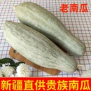 正宗新疆沙漠贵族南瓜板栗南瓜宝宝辅食粉糯甜金丝栗瓜贝贝老南瓜